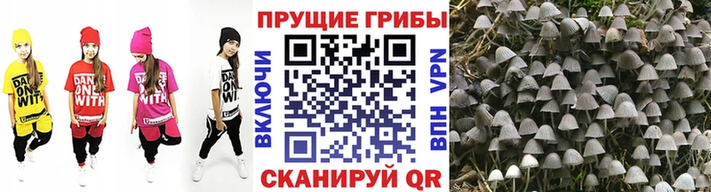 Галлюциногенные грибы Psilocybine cubensis  kraken ссылки  Балахна  купить наркотики сайты 